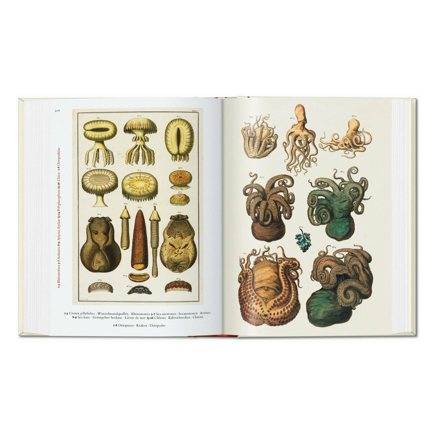 Seba. Cabinet of Natural Curiosities. 45th Ed.