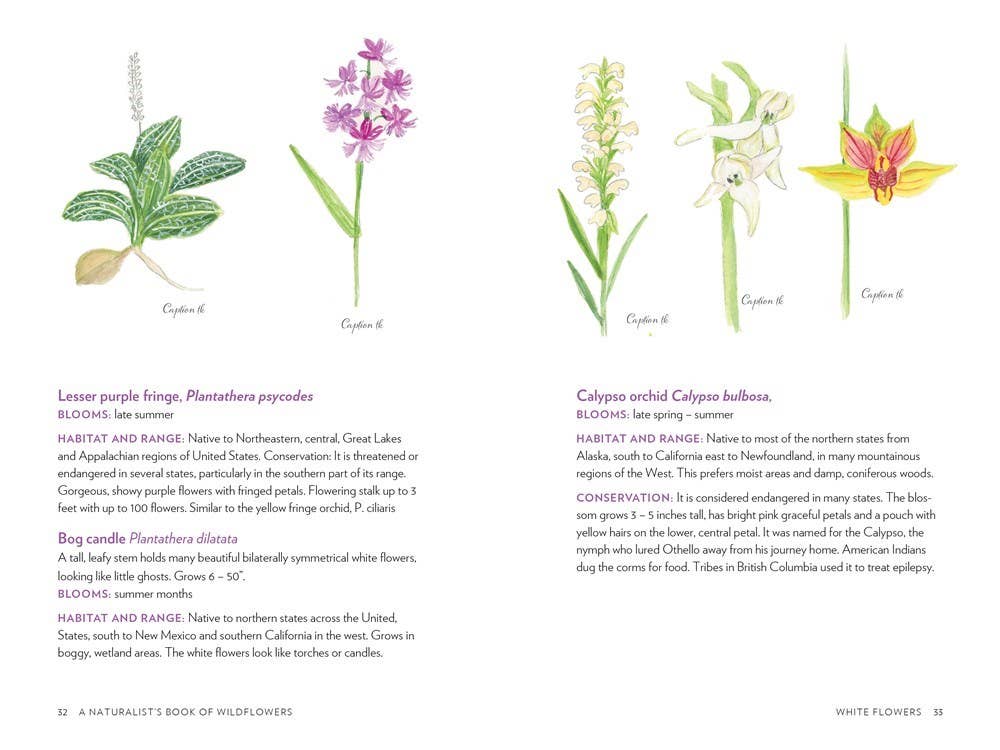 A Naturalist's Book of Wildflowers