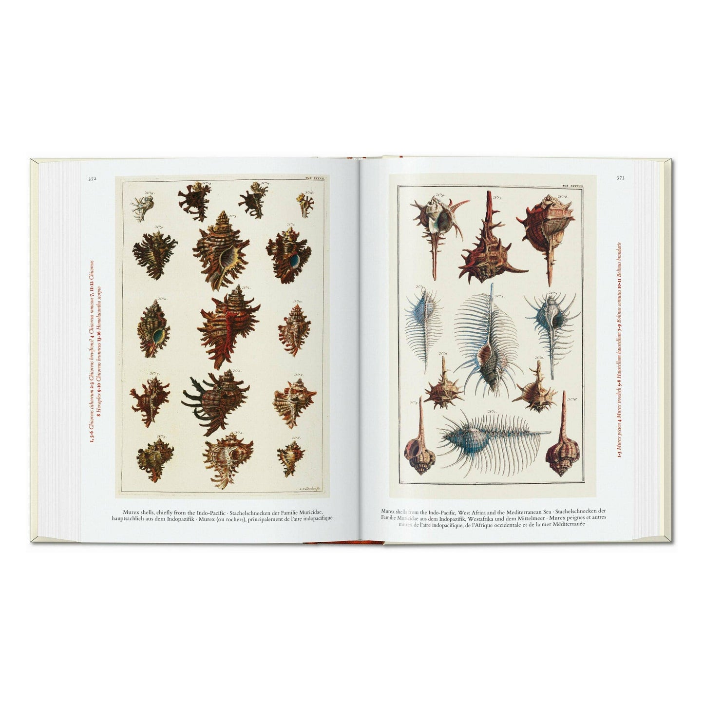 Seba. Cabinet of Natural Curiosities. 45th Ed.