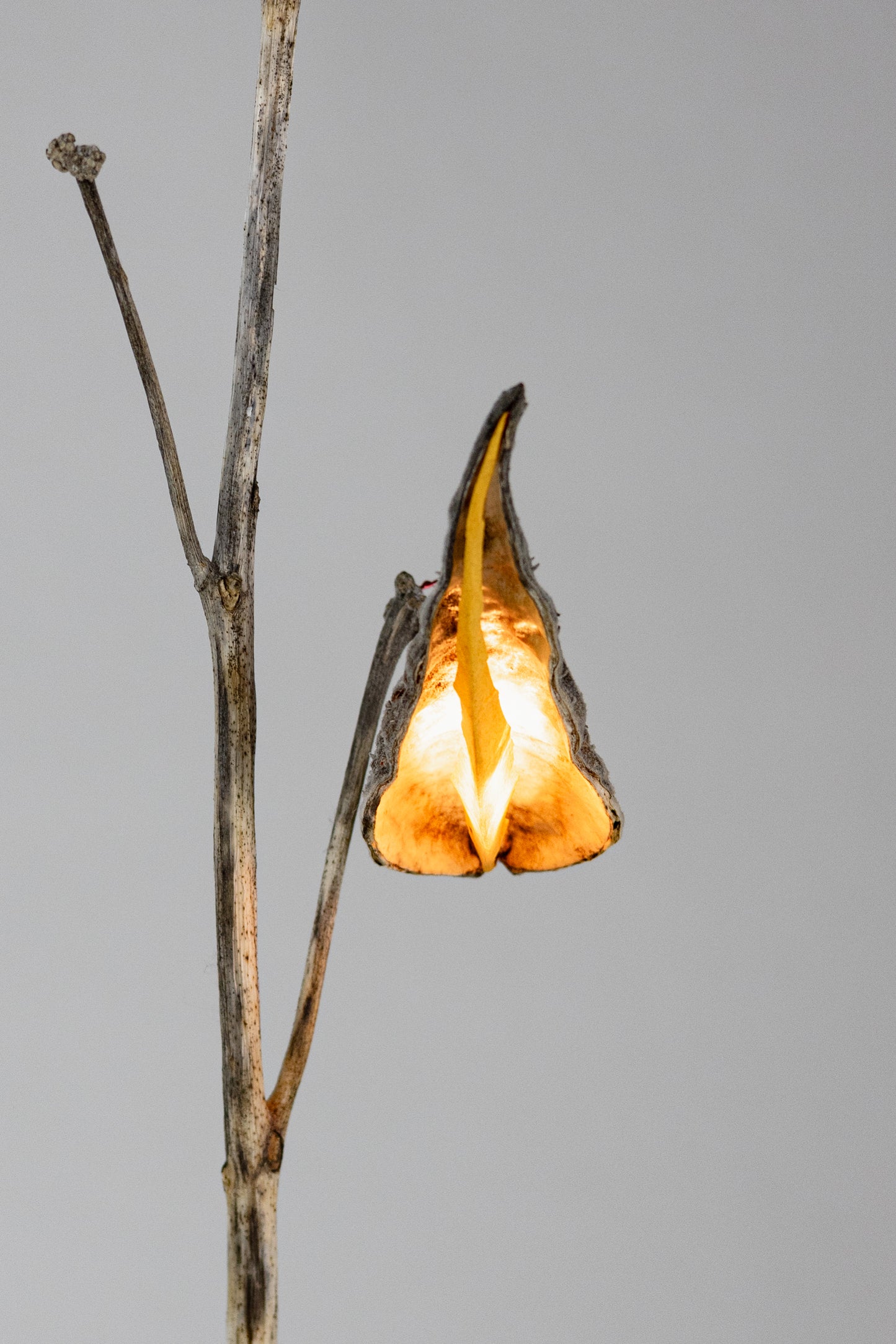 Milkweed Sun Touch Dimmer by Jake Coan